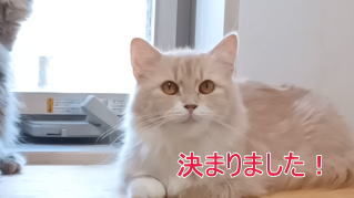 成猫1